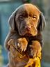 labrador-chocolate-maschio-2-mesi-in-promozione