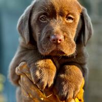 Labrador Chocolate maschio 2 mesi in PROMOZIONE