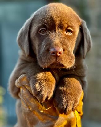 Labrador Chocolate FIor d'Acqua