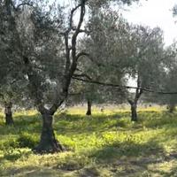 110 alberi di ulivo (30-70 anni) a Barletta - €200