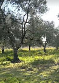 110 alberi di ulivo (30-70 anni) a Barletta - €200