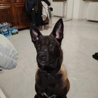 Pastore belga malinois di 4 mesi