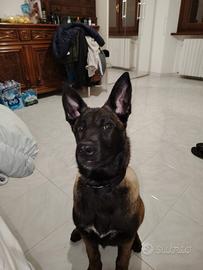 Pastore belga malinois di 4 mesi