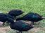 Immagine 2