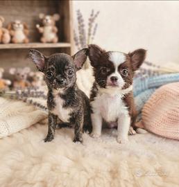 Chihuahua pelo lungo e corto