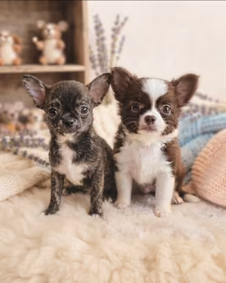 Chihuahua pelo lungo e corto