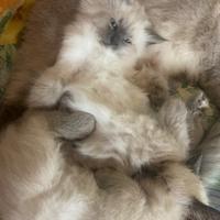 Gattina siamese a pelo lungo