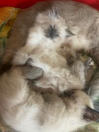 Gattina siamese a pelo lungo