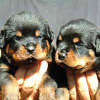 Rottweiler