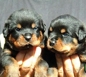 Rottweiler