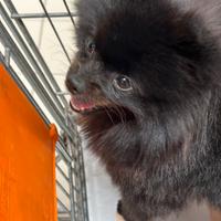 Volpino di Pomerania x accoppiamento