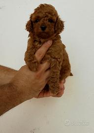 Barboncino mini Toy red