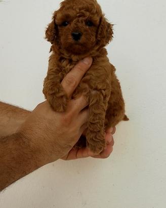 Barboncino mini Toy red