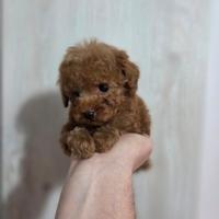 Cucciolo Barboncino micro