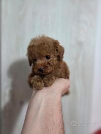 Cucciolo Barboncino micro