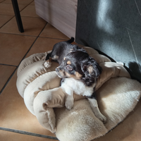 Cucciolo di chihuahua