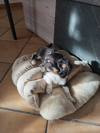 Cucciolo di chihuahua