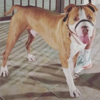 American Pitbull ukc