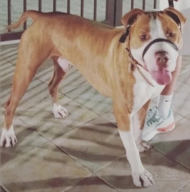 American Pitbull ukc