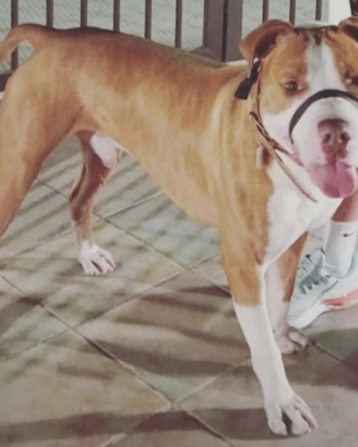 American Pitbull ukc