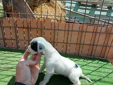 Setter inglese