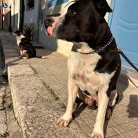 Amstaff