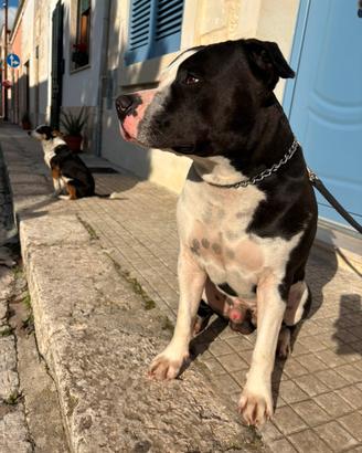 Amstaff