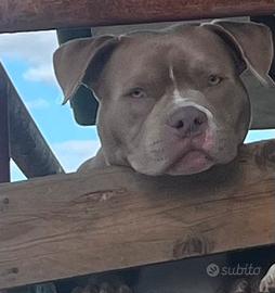 American bully pocket