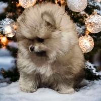 Cuccioli di spitz pomerania mini toy