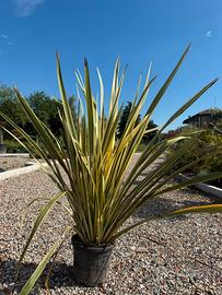 Phormium tenax variegato