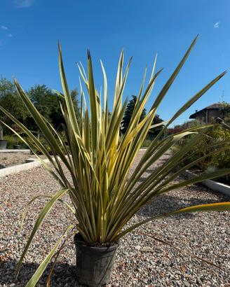 Phormium tenax variegato
