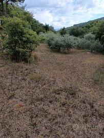 Terreno completamente recintato Loro Ciuffenna