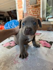 Pitbull ukc blue nose
