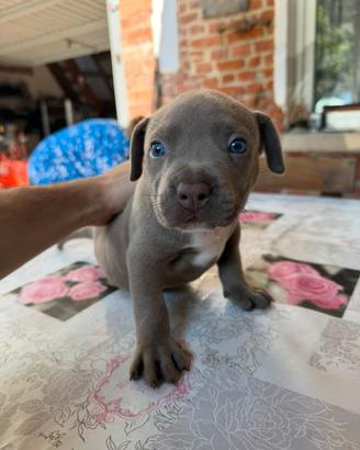 Pitbull ukc blue nose
