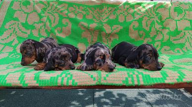 Bassotto arlecchino silver cuccioli