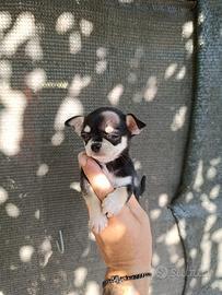 Chihuahua toy