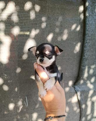 Chihuahua toy