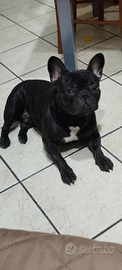Bulldog francese