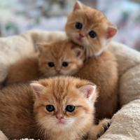 British Shortair incantevoli