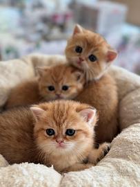 British Shortair incantevoli