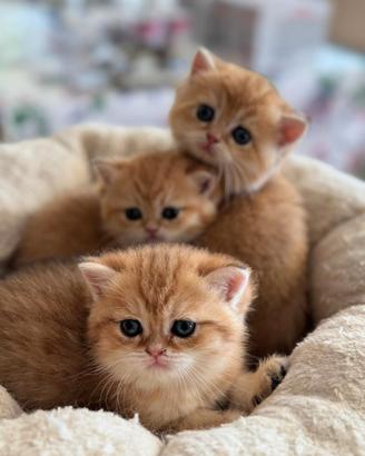 British Shortair incantevoli