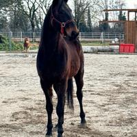 Castrone trotter