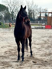 Castrone trotter