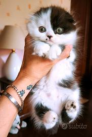 SCOTTISH FOLD femmina pedigree Enfi