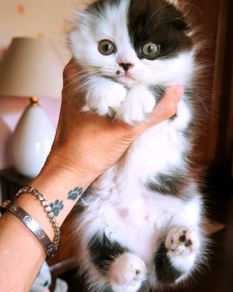 SCOTTISH FOLD femmina pedigree Enfi