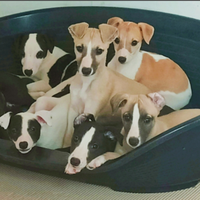 Whippet cuccioli adorabili