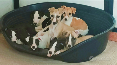 Whippet cuccioli adorabili