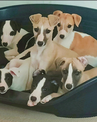 Whippet cuccioli adorabili