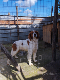 Breton per M.O.N.T.E