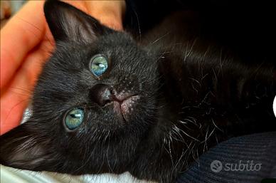 Gattini total neri mix